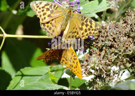 Hohe braune Fritillary (oben) und Silber-washed Fritillary. Stockfoto