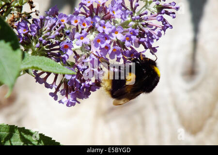 Hummel auf sommerflieder Stockfoto