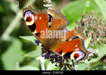 Tagpfauenauge auf Sommerflieder Stockfoto