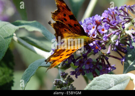 Komma auf Sommerflieder Stockfoto
