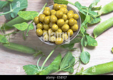 Gekochte grüne Erbsen auf einem Schaumlöffel, Hülsen und Niederlassungen Stockfoto