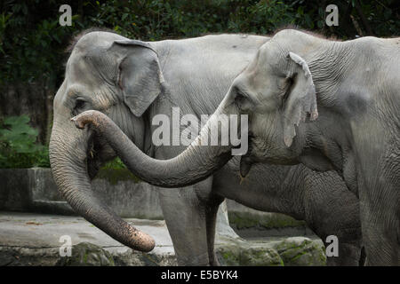 Nahaufnahme von zwei asiatischen/asiatischen Elefanten (Elephas Maximus) in einem zoo Stockfoto