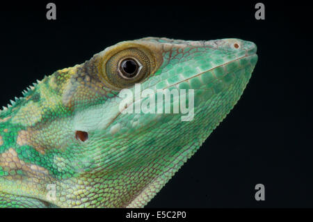 Smallwood giant Anole / Anolis Smallwoodi Smallwoodi Stockfoto