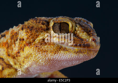 Riesige Boden Gecko / Chondrodactylus Angulifer Stockfoto