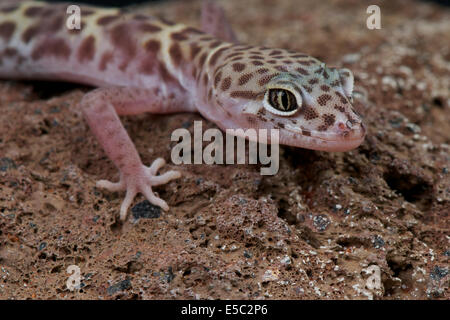 Westlichen gebänderten Gecko / Coleonys Variegatus Stockfoto