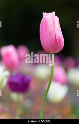 Bunte Frühlingsblumen (lat. Tulipa Tulpe) Stockfoto