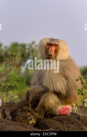 Männliche Hamadryas Pavian (Papio Hamadryas) Awash-Nationalpark Äthiopien. Stockfoto