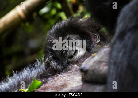 Ein Porträt von einem Baby Berggorillas mit Mutter (Gorilla Beringei Beringei), in den Virunga-Bergen-Ruanda. Stockfoto