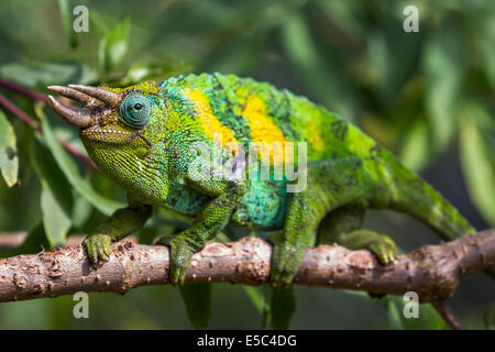 Eine drei gehörnten Chamäleon in Uganda. Stockfoto