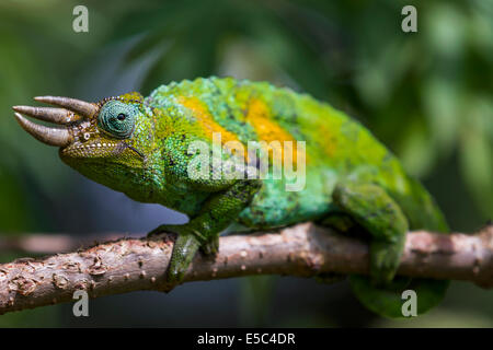 Eine drei gehörnten Chamäleon in Uganda. Stockfoto