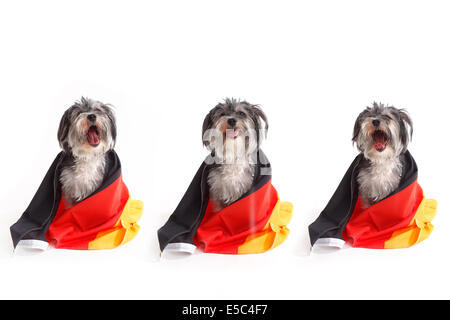 Hunde mit deutscher Flagge schreien vor einem weißen Hintergrund Stockfoto