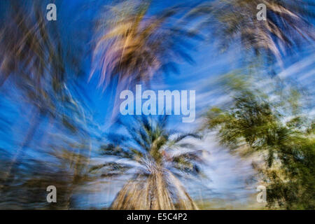 Datum Palmen in die größte Oase Tozeur in Tunesien Stockfoto