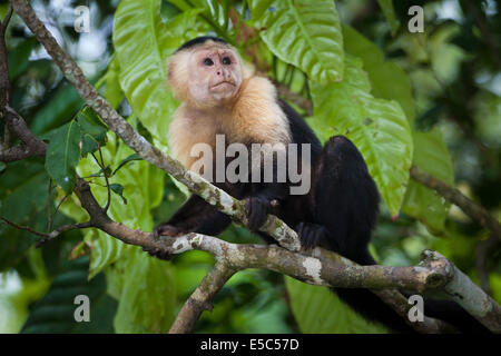 Kapuziner mit weißem Gesicht, Nachahmer von Cebus, auf einer kleinen Insel im Lago Gatun, Republik Panama. Stockfoto