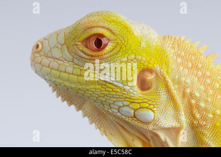 Albino Iguana / Iguana Iguana Stockfoto