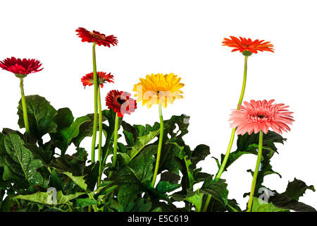 Gerbera auf weißem Hintergrund Stockfoto