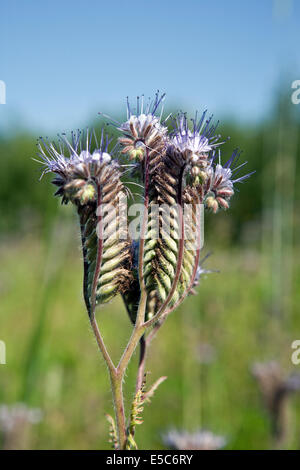 Nahaufnahme von Phacelia Tanacetifolia bekannt unter dem gemeinsamen Namen lacy Phacelia oder lila Rainfarn Stockfoto