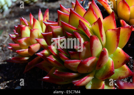 Ein Kaktus in den Gärten des Getty Instituts und Museums in Los Angeles. Stockfoto