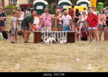 Thorney Somerset Levels wurden Sonntag, 27. Juli 2014 – The Lowland Games neben dem Fluß Parrett heute in warmen, sonnigen Wetter statt. Veranstaltungen enthalten Hund Rennen hier lokale Jack Russell Terrier Chase eine Köder. Stockfoto