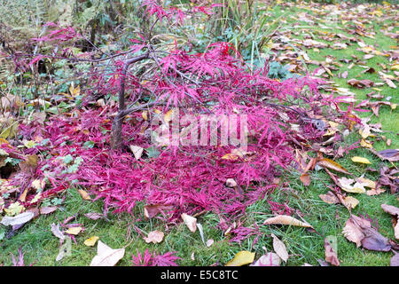 Acer Palmatum Atropurpuruem im Herbst Stockfoto