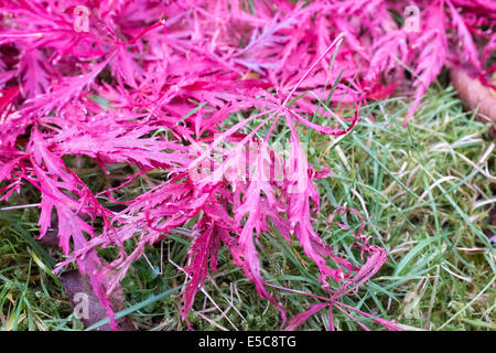 Acer Palmatum Atropurpuruem im Herbst Stockfoto