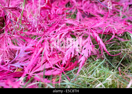 Acer Palmatum Atropurpuruem im Herbst Stockfoto