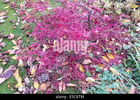 Acer Palmatum Atropurpuruem im Herbst Stockfoto