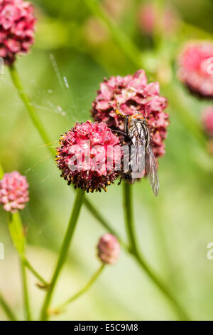 Fliegen Sie mit Sanguisorba Blume (Sarcophaga SP.) Stockfoto