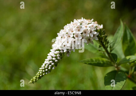 Weiße Blume ein Schwanenhals Gilbweiderich (Lysimachia Clethroides) Stockfoto