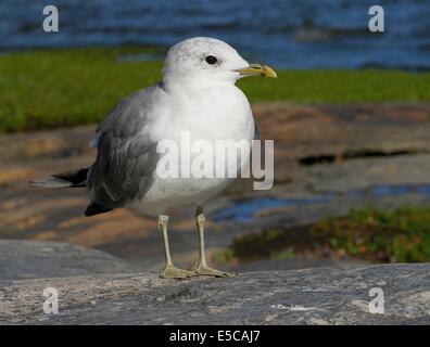 Gemeinsamen Möwe oder Mew Gull (Larus Canus) an der felsigen Küste auf der Insel Seurasaari in Helsinki, Finnland. Stockfoto