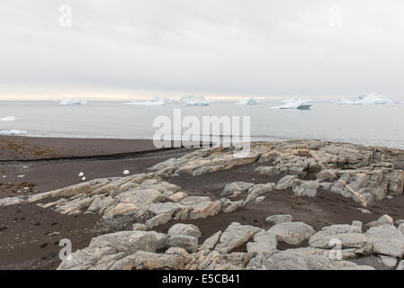 Schwarzen Strand und Eisberge auf Diskoinsel in Grönland Stockfoto