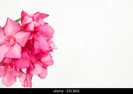 Rosa Oleander Blüten Nahaufnahme isoliert auf weißem Hintergrund. Horizontalen Schuss Stockfoto