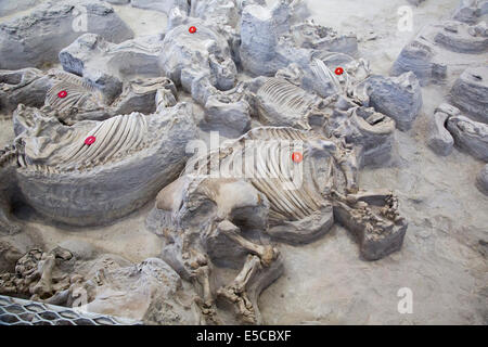 Ashfall Fossil Beds Stockfoto