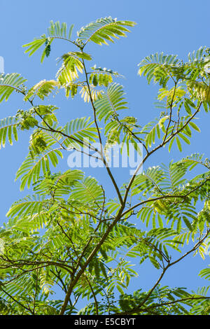 Gefiederten Laub von persischer Silk Baum, Albizia Julibrissin, vor blauem Himmel Stockfoto