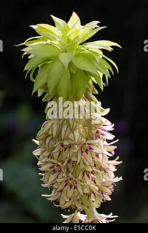 Hinterleuchtete Blütenstand und Terminal Büschel der Deckblätter der Ananas-Lilie, Eucomis bicolor Stockfoto