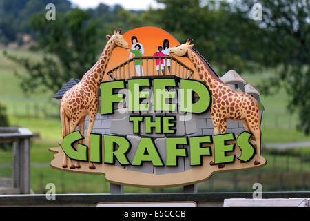 Ein Schild „Feed the Giraffes“ im Longleat Safari Park in der Nähe von Warminster, Wiltshire, Großbritannien. Stockfoto