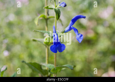 Salvia Patens Blume. Enzian-Salbei. Stockfoto