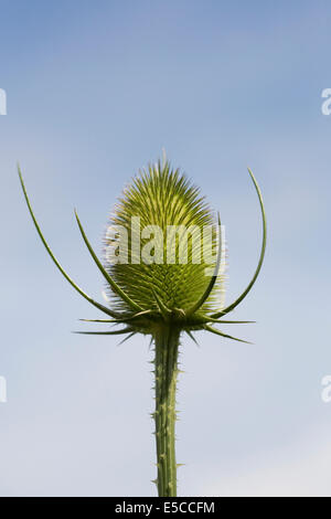 Dipsacus Fullonum. Unreife Seedhead Karde Pflanze vor einem blauen Himmel. Stockfoto