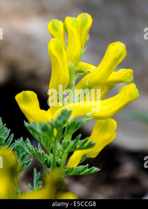 Corydalis Aurea; Goldene Rauch; Fumariaceae; Erdrauch; Wildblumen in Blüte, zentralen Colorado, USA Stockfoto