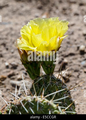 Opuntia Polyacantha; Pricklypear Kaktus; Cactaceae; Kaktus; Wildblumen in Blüte, zentralen Colorado, USA Stockfoto