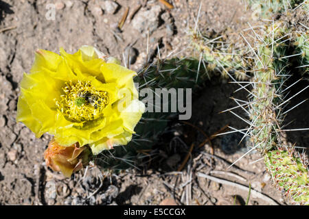 Bumblebee sammelt Pollen auf Opuntia Polyacantha; Pricklypear Kaktus; Cactaceae; Kaktus; Wildblumen in voller Blüte, zentralen Colorado Stockfoto