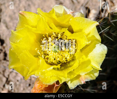 Bumblebee sammelt Pollen auf Opuntia Polyacantha; Pricklypear Kaktus; Cactaceae; Kaktus; Wildblumen in voller Blüte, zentralen Colorado Stockfoto