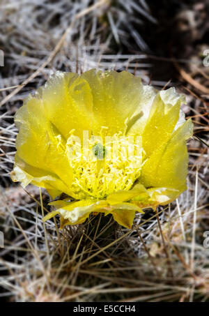 Botanik, Cactaceae, draußen, Flora, Kaktus Pflanze, Kakteen, Kaktus