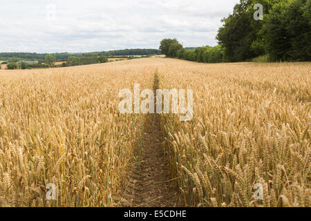 Traktorspuren in einem Feld von golden, Reife Weizen im Sommer warten auf die Ernte auf einem Bauernhof am großen Bedwyn, Wiltshire Stockfoto