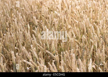 Ähren golden Reife und Reifung wächst in einem Feld im Sommer in England bereit für die Ernte Stockfoto