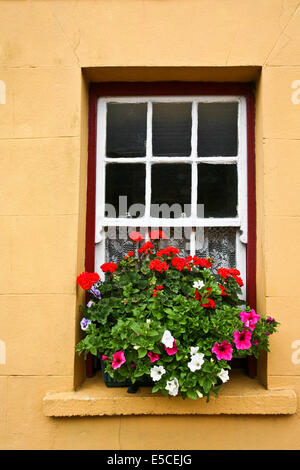 Close up vertikale bunte Vintage Haus Frühling Fenster Box windowbox Garten Topf mit Sommer Geranie Pflanzen und Petunia Blumen in Irland, Europa Stockfoto