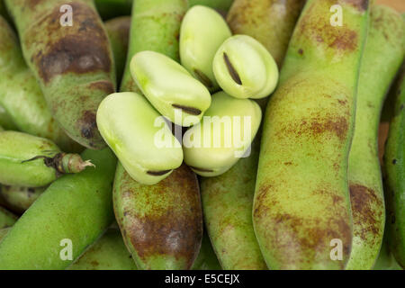 Dicke Bohnen, Fava, reif, reife Bohnen Stockfoto