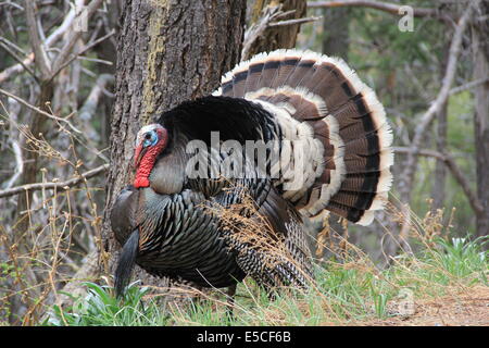 Wilde männliche Türkei Gobbler in einem natürlichen Arizona bewaldeten Lebensraum zeigt seine Schwanzfedern. Stockfoto