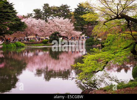 Kirschblüte, reflektiert in einem See im Shinjuku Gyōen National Garden in Tokio Japan Stockfoto