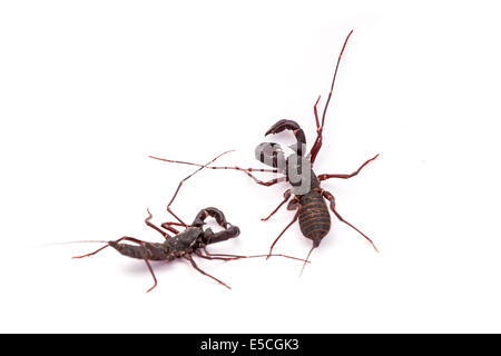 Vinegaroon Skorpion isoliert auf weißem Hintergrund Stockfoto