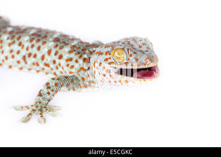 Gekko isoliert auf weißem Hintergrund Stockfoto